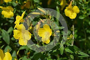 Common sundrops photo