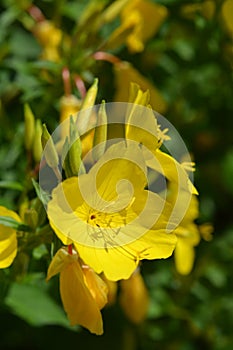 Common sundrops photo