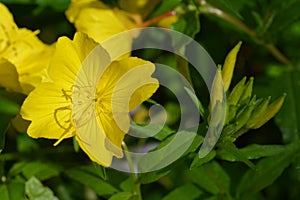 Common sundrops photo