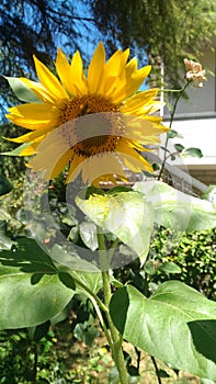 Common sunflower blossom with bees, helianthus annuus. Fiori di girasole comune con le api. photo