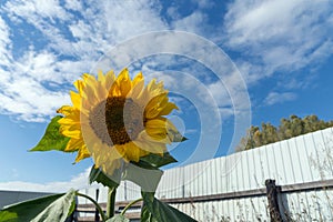 Common sunflower blossoms in the kitchen garden on the background of the fence in a sunny day.