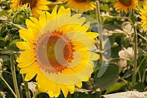 Common Sunflower in a Field in Prince William County, Virginia