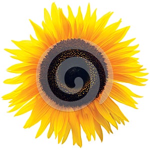 Common Sunflower Flower Head, Isolated Blooming Genus Helianthus photo