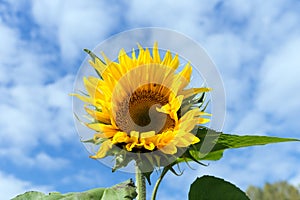 Common sunflower flowers in the garden against the blue sky in a sunny day.