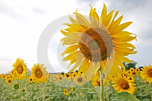 Common Sunflower gargen Helianthus annuus Close-up