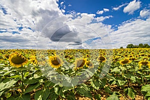 Common sunflower Helianthus annuus