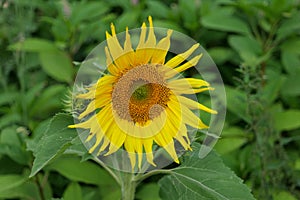 The common sunflower Helianthus annuus