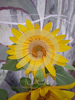 common sunflower or Helianthus annuus