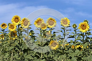 Sunflower (Helianthus annuus) field in a summer day