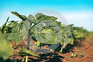 Common sunflower Helianthus annuus sprouts in cultivated field, low angle view