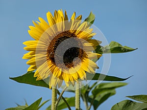 Common sunflower (Helianthus) in sunlight facing the sun with blue sky in the background