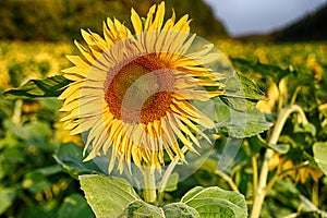 the common sunflower, is a large annual forb of the genus helianthus grown as a crop for its edible oil and edible fruits, ripe su photo