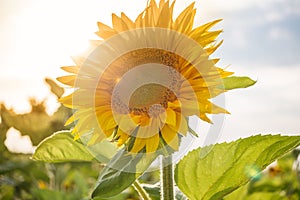 The common sunflower, is a large annual forb of the genus helianthus grown as a crop for its edible oil and edible fruits, ripe su photo