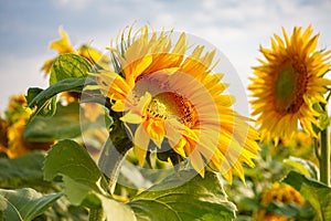 the common sunflower, is a large annual forb of the genus helianthus grown as a crop for its edible oil and edible fruits, ripe su