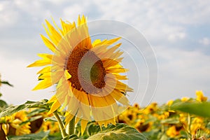 the common sunflower, is a large annual forb of the genus helianthus grown as a crop for its edible oil and edible fruits, ripe su