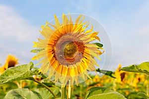 The common sunflower, is a large annual forb of the genus helianthus grown as a crop for its edible oil and edible fruits, ripe su