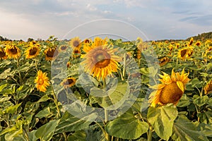 the common sunflower, is a large annual forb of the genus helianthus grown as a crop for its edible oil and edible fruits, ripe su