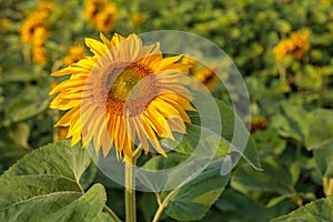 large annual forb of the genus helianthus grown as a crop for its edible oil and edible fruits, ripe sunflower plant close-up agai photo