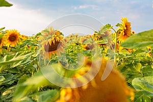 large annual forb of the genus helianthus grown as a crop for its edible oil and edible fruits, ripe sunflower plant close-up agai photo