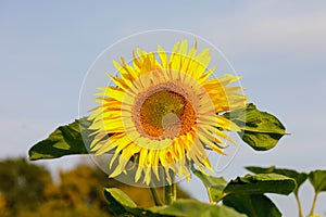 the common sunflower, is a large annual forb of the genus helianthus grown as a crop for its edible oil and edible fruits, ripe su photo