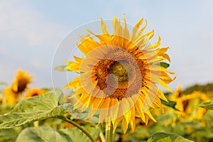 The common sunflower, is a large annual forb of the genus helianthus grown as a crop for its edible oil and edible fruits, ripe su photo