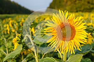 the common sunflower, is a large annual forb of the genus helianthus grown as a crop for its edible oil and edible fruits, ripe su photo