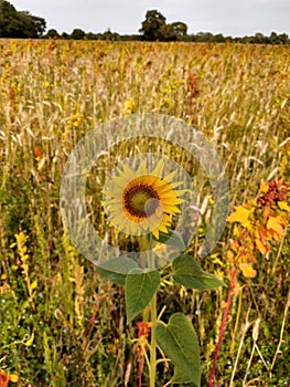 Common Sunflowers - Helianthus annuus, Norfolk, England, UK