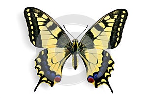 Common Swallowtail (Papilio machaon) photo