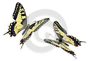 Common Swallowtail (Papilio machaon) in flight photo