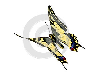 Common Swallowtail (Papilio machaon) in flight photo