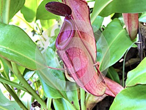 The common swamp pitcher-plant Nepenthes mirabilis, Wunderliche Kannenpflanze