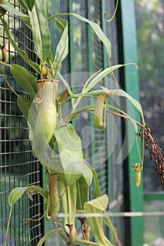 common swamp pitcher-plant plant details,Nepenthes mirabilis, Asian species, Introduced species