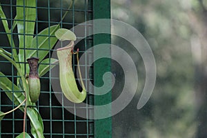 common swamp pitcher-plant plant details,Nepenthes mirabilis, Asian species, Introduced species photo