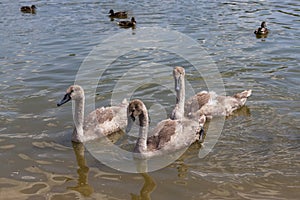 common swans with white plumage and gray children