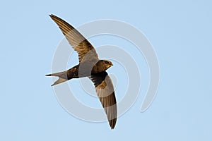 Common Swift photo