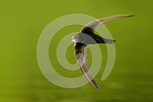 Common Swift