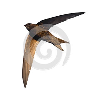 Common Swift