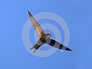 Common Swift