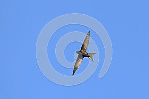 Common Swift Apus apus.