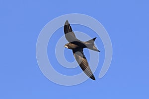 Common Swift Apus apus.