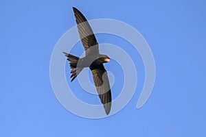 Common Swift Apus apus.