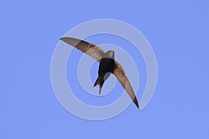 Common Swift Apus apus.