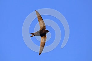 Common Swift Apus apus.