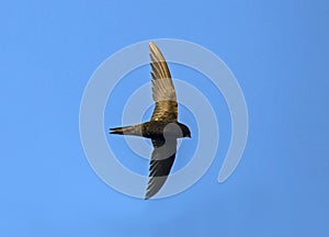 Common Swift Apus apus.