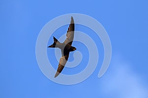 Common Swift Apus apus.