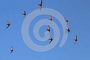 Common Swift Apus apus.