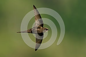 Common swift Apus apus