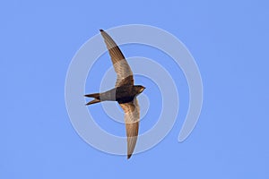 Common Swift Apus apus. photo