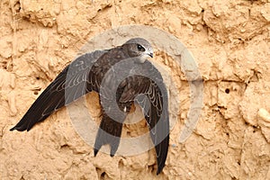 Common swift Apus apus on clay wall