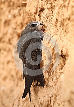 Common swift Apus apus on clay wall photo